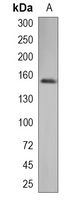 1 - Recombinant Anti-SIN3A Rabbit mAb AP95077