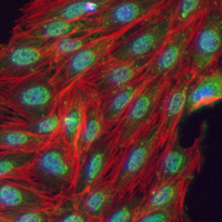 3 - Recombinant Anti-ZIC1 Rabbit mAb AP95080