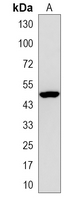 1 - Recombinant Anti-ZIC1 Rabbit mAb AP95080