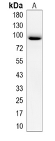 1 - Recombinant Anti-CD114 Rabbit mAb AP95081