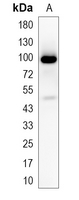 1 - Recombinant Anti-Dynamin 2 Rabbit mAb AP95082