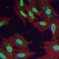 3 - Recombinant Anti-RAN Rabbit mAb AP95083