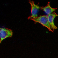 3 - Recombinant Anti-Human Ig lambda light chain Rabbit mAb AP95091