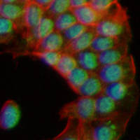 3 - Recombinant Anti-DDX5 Rabbit mAb AP95095