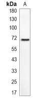 1 - Recombinant Anti-DDX5 Rabbit mAb AP95095
