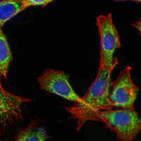 3 - Recombinant Anti-LCK Rabbit mAb AP95096