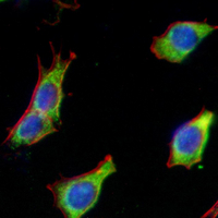 3 - Recombinant Anti-EEF2 Rabbit mAb AP95097