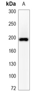 1 - Recombinant Anti-CD143 Rabbit mAb AP95098