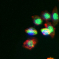 3 - Recombinant Anti-SKP2 Rabbit mAb AP95100