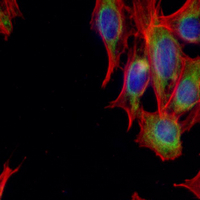 3 - Recombinant Anti-USP13 Rabbit mAb AP95102