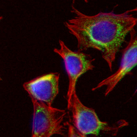 3 - Recombinant Anti-CD97 alpha Rabbit mAb AP95105