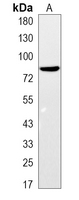 1 - Recombinant Anti-CD97 alpha Rabbit mAb AP95105