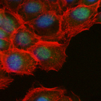 3 - Recombinant Anti-BCL11A Rabbit mAb AP95107