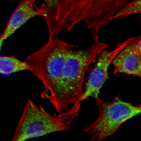 3 - Recombinant Anti-SHC1 Rabbit mAb AP95110