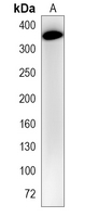 1 - Recombinant Anti-HTT Rabbit mAb AP95112