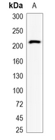 1 - Recombinant Anti-TRPM7 Rabbit mAb AP95113