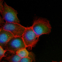 3 - Recombinant Anti-HUR Rabbit mAb AP95114