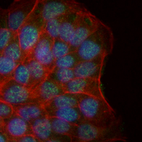3 - Recombinant Anti-Cullin 1 Rabbit mAb AP95115