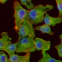 3 - Recombinant Anti-PS2 Rabbit mAb AP95116