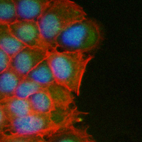 3 - Recombinant Anti-MYBBP1A Rabbit mAb AP95117