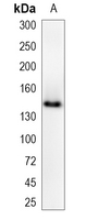 1 - Recombinant Anti-MYBBP1A Rabbit mAb AP95117