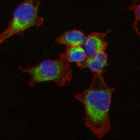 3 - Recombinant Anti-KSR1 Rabbit mAb AP95118