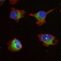 3 - Recombinant Anti-SYNGAP1 Rabbit mAb AP95120