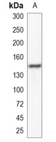 1 - Recombinant Anti-SYNGAP1 Rabbit mAb AP95120