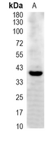 1 - Recombinant Anti-Inhibin alpha Rabbit mAb AP95123