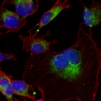 3 - Recombinant Anti-GCLM Rabbit mAb AP95124