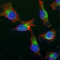 3 - Recombinant Anti-Nogo Rabbit mAb AP95126