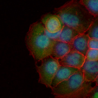 3 - Recombinant Anti-USP7 Rabbit mAb AP95127