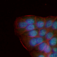 3 - Recombinant Anti-OCT2 Rabbit mAb AP95128