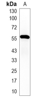 1 - Recombinant Anti-OCT2 Rabbit mAb AP95128