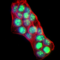 3 - Recombinant Anti-XLF Rabbit mAb AP95131