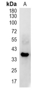 1 - Recombinant Anti-XLF Rabbit mAb AP95131