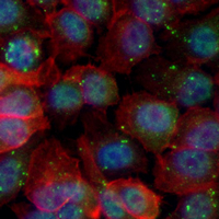 3 - Recombinant Anti-WDR4 Rabbit mAb AP95132