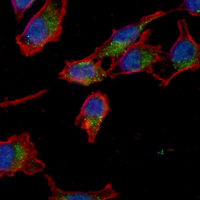 3 - Recombinant Anti-AAMP Rabbit mAb AP95134
