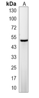 1 - Recombinant Anti-AAMP Rabbit mAb AP95134
