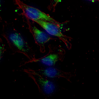 3 - Recombinant Anti-Septin 8 Rabbit mAb AP95137