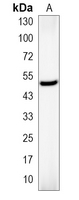 1 - Recombinant Anti-Septin 8 Rabbit mAb AP95137