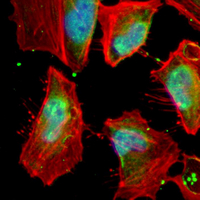 3 - Recombinant Anti-CLIC4 Rabbit mAb AP95138