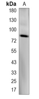 1 - Recombinant Anti-RASEF Rabbit mAb AP95139
