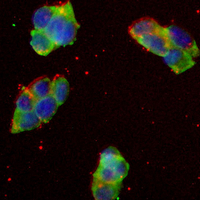 3 - Recombinant Anti-Tim44 Rabbit mAb AP95141
