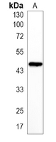 1 - Recombinant Anti-Tim44 Rabbit mAb AP95141