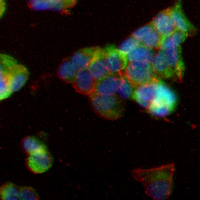 3 - Recombinant Anti-RPS8 Rabbit mAb AP95142
