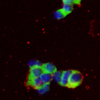 3 - Recombinant Anti-VAV3 Rabbit mAb AP95146