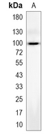 1 - Recombinant Anti-VAV3 Rabbit mAb AP95146