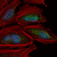 3 - Recombinant Anti-DAX1 Rabbit mAb AP95148