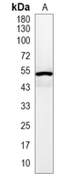 1 - Recombinant Anti-DAX1 Rabbit mAb AP95148